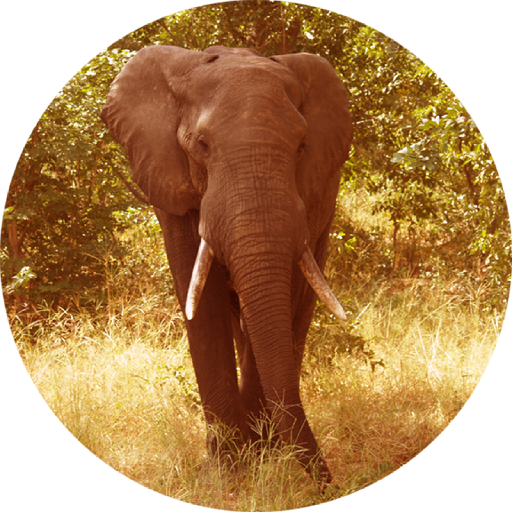 elefant.png